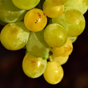 ¿Por qué se comen uvas en Nochevieja antes de comenzar el año nuevo?