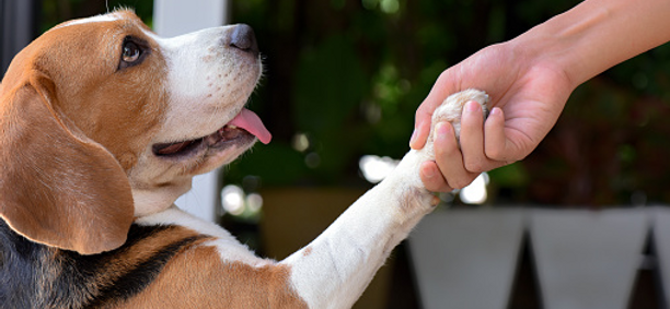 Quanto costa un cane?