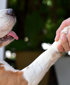 Quanto costa un cane?