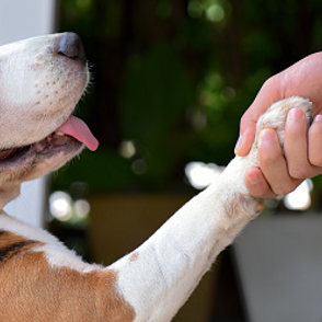 Quanto costa un cane?