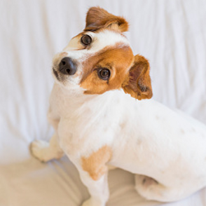 Come accogliere un cucciolo in casa