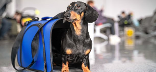 In vacanza con il cane