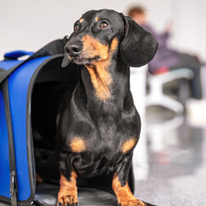 In vacanza con il cane