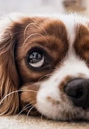 Lär dig om hur man ta hand om en hund, kostnader och hundens välmående