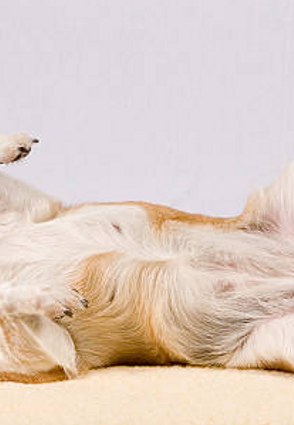 Ta ett informerat beslut om hund kastering: jämför för- och nackdelar