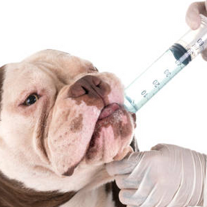 Lär dig om avmaskning av hund på rätt sätt och håll din hund frisk