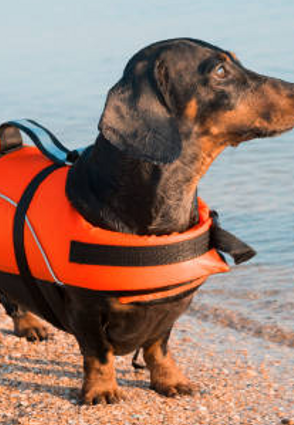 Här är allt du behöver veta om flytväst för hundar till båtsemestern