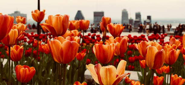 Knollenblumen im deutschen Landschaftsdesign