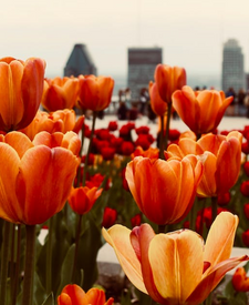 Knollenblumen im deutschen Landschaftsdesign