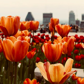 Knollenblumen im deutschen Landschaftsdesign