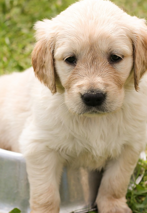 Slik fungerer det å omplassere en hund